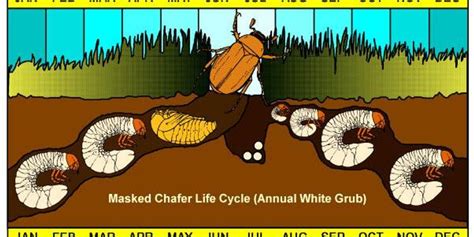 Life Cycle Of Grubs Lawn Doctor