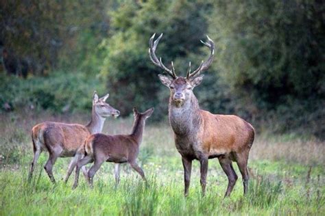 Ministers Hayes And Humphreys Publish Deer Management Report And Launch Irish Deer Management