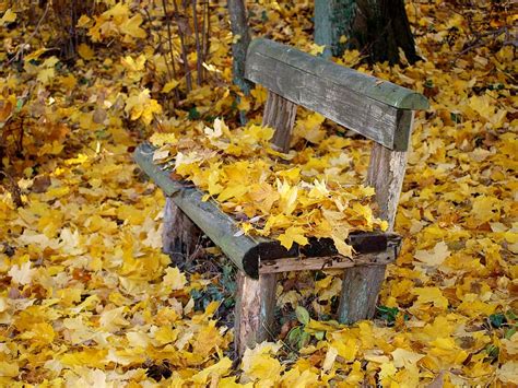 Hd Wallpaper Autumn Fall Fall Foliage Bank Park Bench Leaves