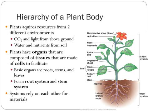 Plant Anatomy Diagram Photos