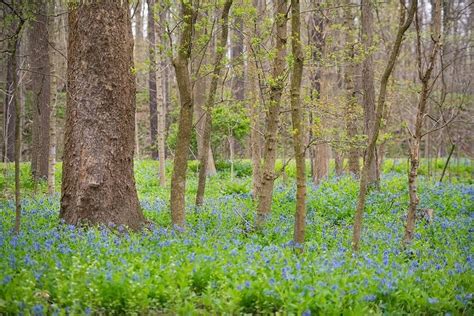Cleveland Metroparks On Instagram Its Bluebell Season These Bright