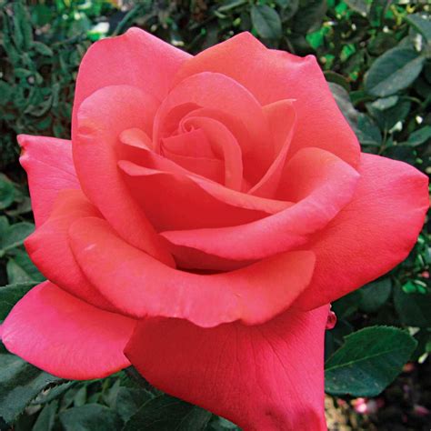 Spring Hill Nurseries We Salute You Hybrid Tea Rose Live Bareroot Rose