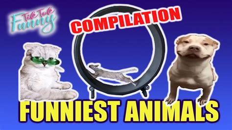 Try Not To Laugh Watching Funny Animals Compilation 🐈🐕🦃🐭🐦 Funniest
