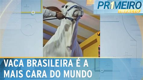 Vaca de milhões valor do animal entrou para o livro dos recordes