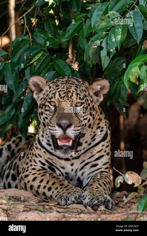 Close Up Portrait Of A Jaguar Panthera Onca Looking At The Camera