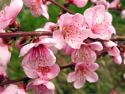 Immagini4k immagini di buon compleanno con fiori buon. Fiori Di Pesco Wallpaper | Sfondiele