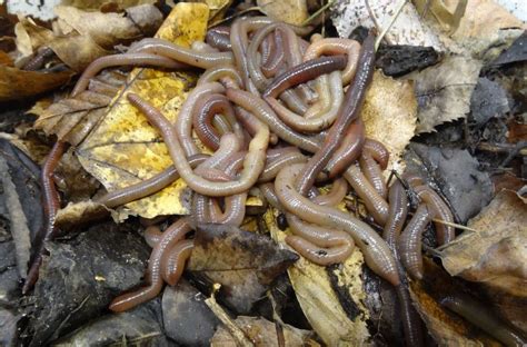 Earthworm Invaders Alter Northern Forests Earth Earthsky