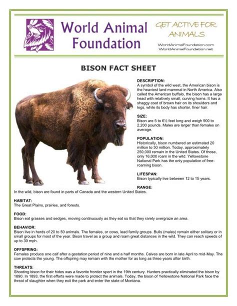 Bison Fact Sheet World Animal Foundation