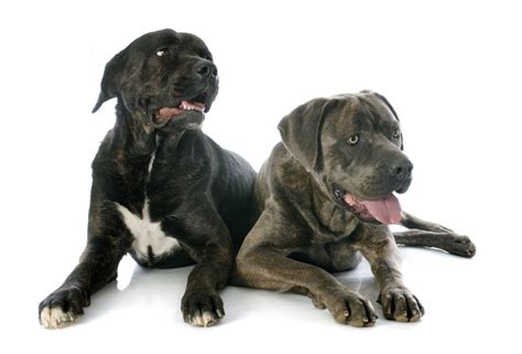 Male Cane Corso Vs Female Cane Corso What You Need To Know