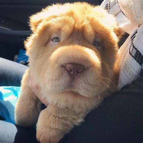 20 Pics Of Chunky Puppies That Look Exactly Like Teddy Bears