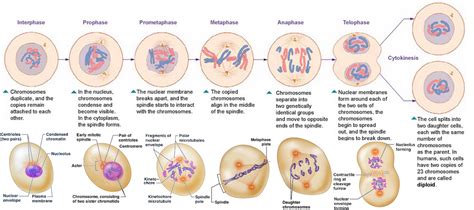 Mitosis Google Search Mitosis Cell Cycle Nuclear Membrane