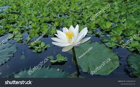 Water Lily National Flower Bangladesh Called Stock Photo 2280594139