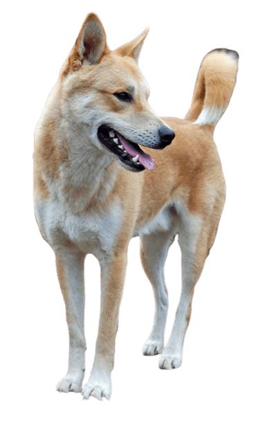 Best 25 Dingo Png Logo Clipart Hd Background