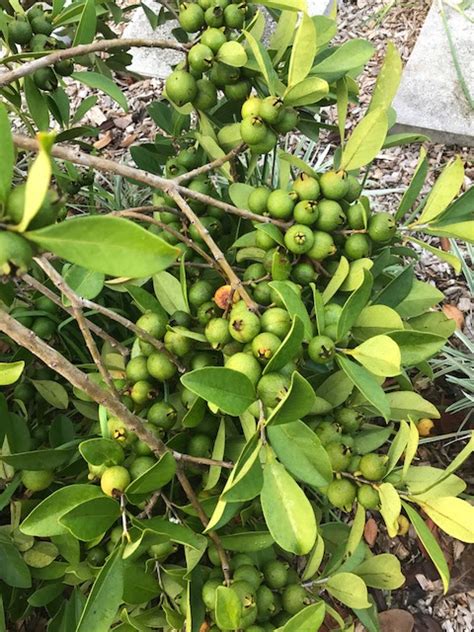 Vegetable And Fruit Gardening In Sw Florida Lemon Guava