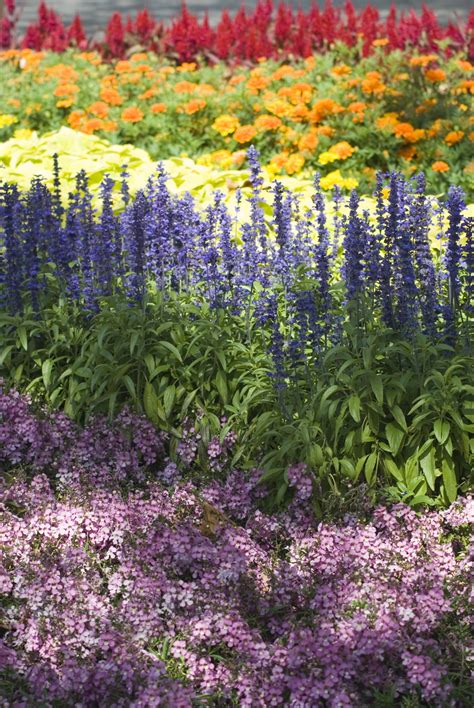 Rainbow Of Bedding Plants 4011 Stockarch Free Stock Photo Archive
