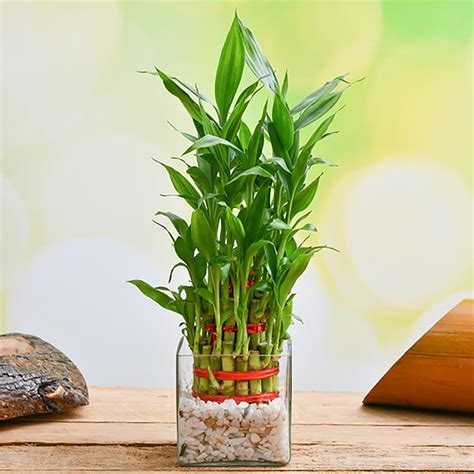 How much water does lucky bamboo plants need? 3 Layer Lucky bamboo in Glass Vase | Winni