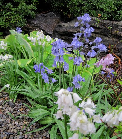 Spanish Bluebells Welcome Spring — Enchanted Gardens