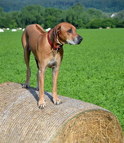 Rhodesian Ridgeback Info, Temperament, Puppies, Pictures