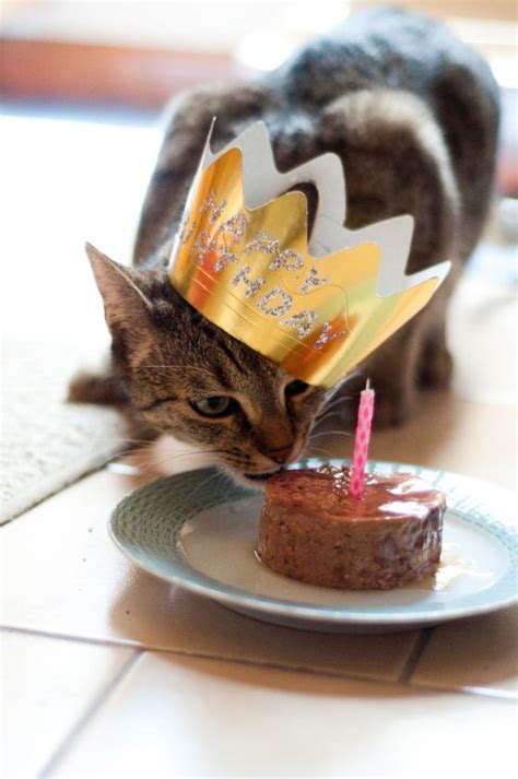 Happy Caturday To You — Cute Overload Happy Birthday Cat Cute Cats