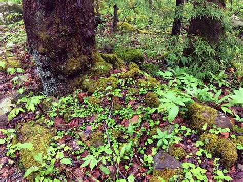 Assisted Migration Facing Climate Change In Our Own Backyards