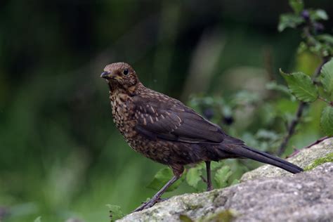 Maybe you would like to learn more about one of these? Young Blackbird Feathers & White Blackbirds - The RSPB