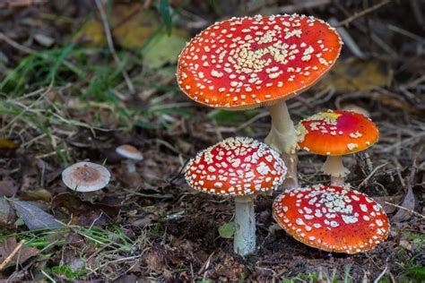 The Nhbs Guide To Fungi Identification