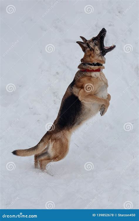 Jumping German Shepherd Catches Snowflakes Pet Animals Stock Photo