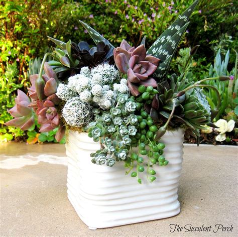 Floral Style Succulent Container Arrangement By Cindy Davison Of The