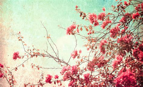 Cherry Blossom Vintage Wallpapers Top Free Cherry Blossom Vintage