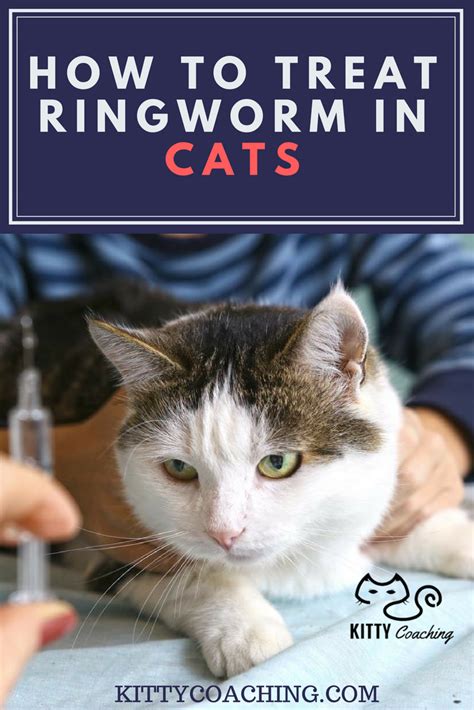 How To Treat Ringworm In Cats 2018 Ringworm In Cats Cat Training