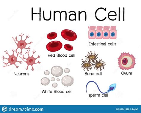 Conjunto De Células Humanas Diferentes Ilustración Del Vector