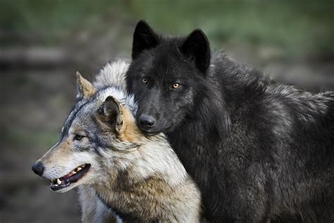 Emergency Wolf On Twitter Wolf Couple Https T Co I C GJshnE