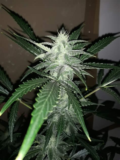 Weedseedsexpress Ak 47 Autoflower Seeds Grow Journal Week6 By