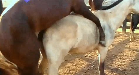 Порно зоогифки конь всаживает своей белявой подружке полюбовно