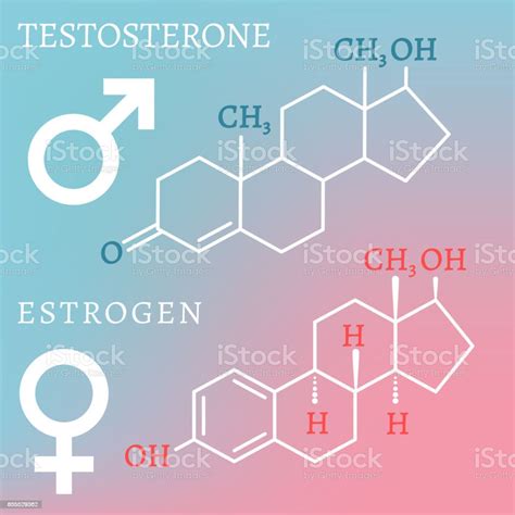 Testosterone And Estrogen Stock Illustration Download Image Now Istock
