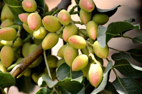 Terebinthe tree seeds,turpentine pistachio,pistacia terebinthus,menengiç kahvesi. Pistachio Trees - Louie's Nursery & Garden Center ...