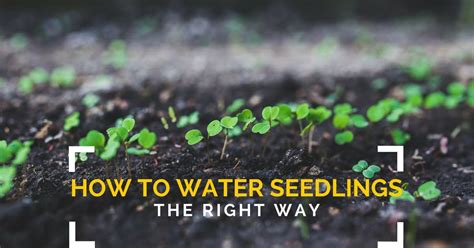 How To Water Seeds And Seedlings Gardening Channel