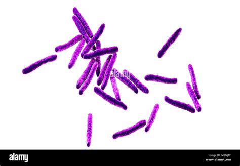 Tuberculosis Bacteria Computer Illustration Of Mycobacterium