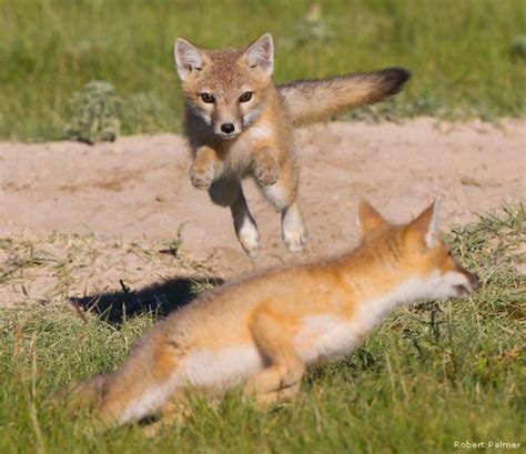Swift Foxes Pawnee National Grasslands Swift Fox Pet Fox Fox