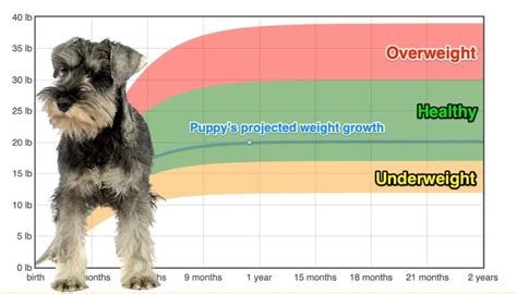 Standard Schnauzer Weightgrowth Chart 2024 How Heavy Will My