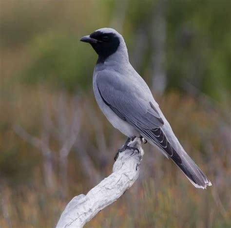 Black Faced Cuckoo Shrike Gunidjaa Kings Park Perth Australia