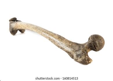 Old Bone Isolated On White Background Stock Photo Shutterstock