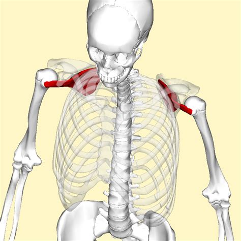 It is found superior to the infraspinatus and deep to the upper trapezius note: By Anatomography - en:Anatomography (setting page of this ...