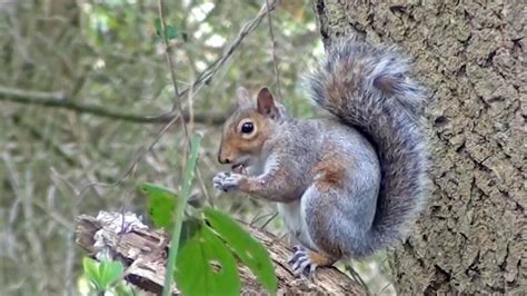 Gray Squirrel Youtube