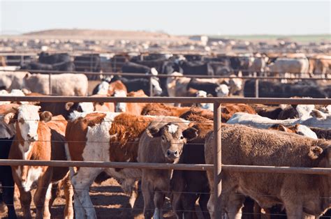 How Much Time Do Cattle Spend On Cattle Feedlots
