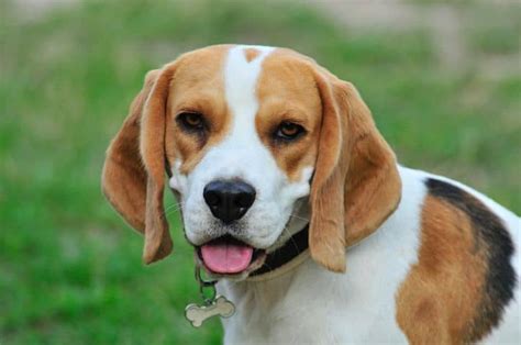 Do Beagles Have An Odor