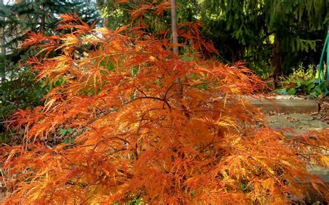 The fruits as well as the leaves are smooth. Buy Viridis Dwarf Japanese Maple For Sale Online From ...