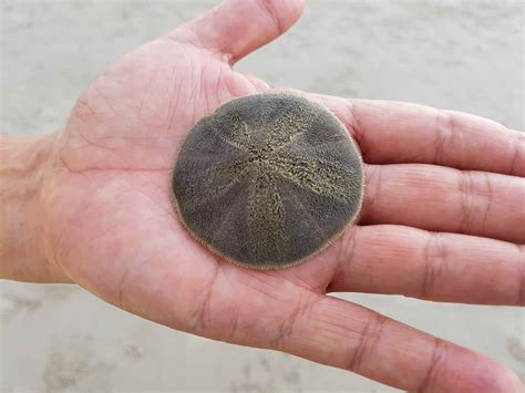 What Exactly Is A Sand Dollar Is It Alive A Z Animals