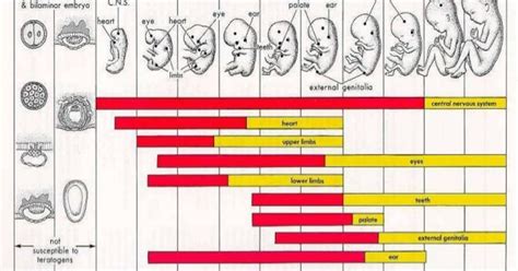 Pertumbuhan Dan Perkembangan Janin Pada Tiga Masa Preembrio Embrio