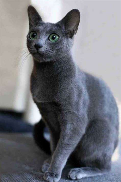Terms of service privacy policy cookie policy copyright notice© yandex. The Russian Blue Cat - en 2020 | Gatos bonitos, Gato azul ...